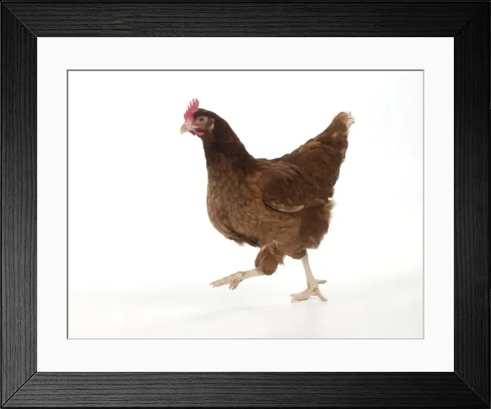 Framed Print : Picture No. 10983782