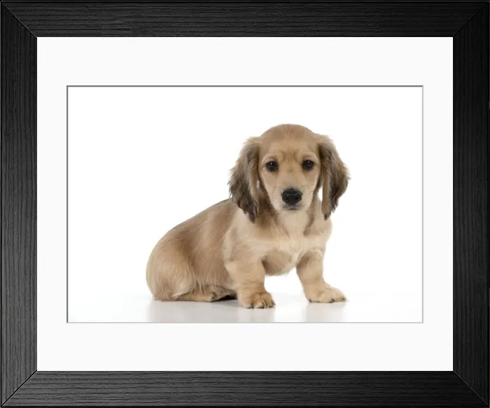 Framed Print : Picture No. 10983788
