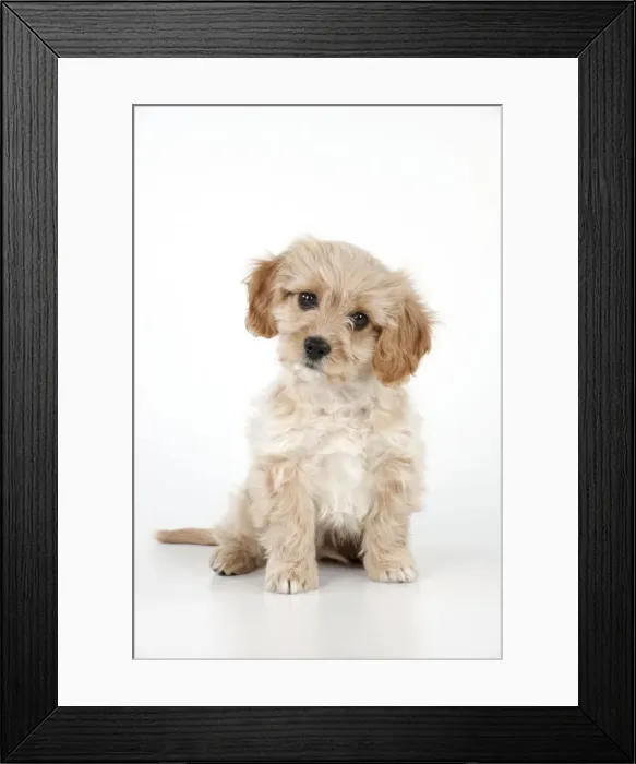 Framed Print : Picture No. 10983786 Framed Print : Picture No. 10983786