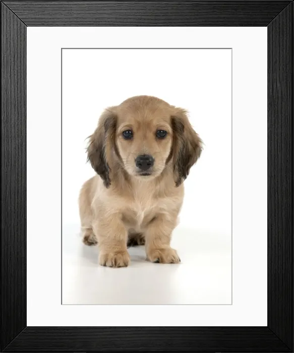 Framed Print : Picture No. 10983791 Framed Print : Picture No. 10983791
