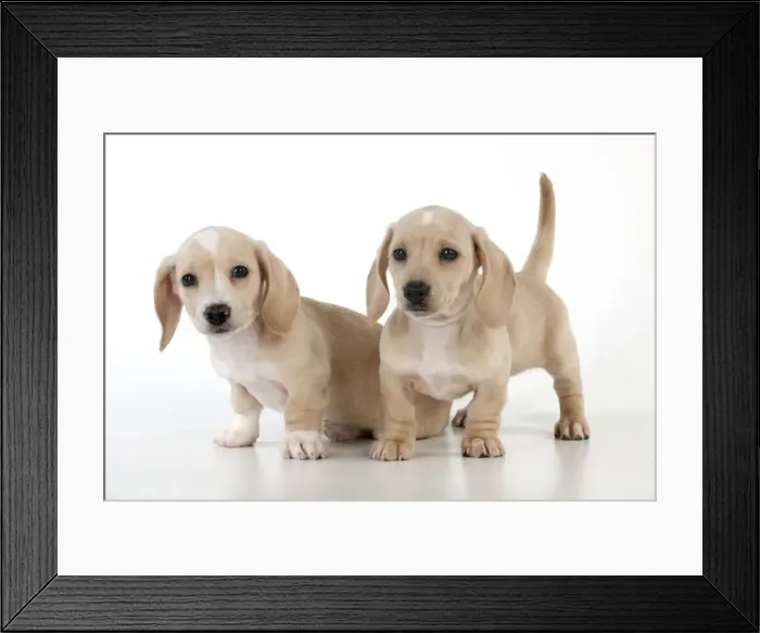 Framed Print : Picture No. 10983794 Framed Print : Picture No. 10983794