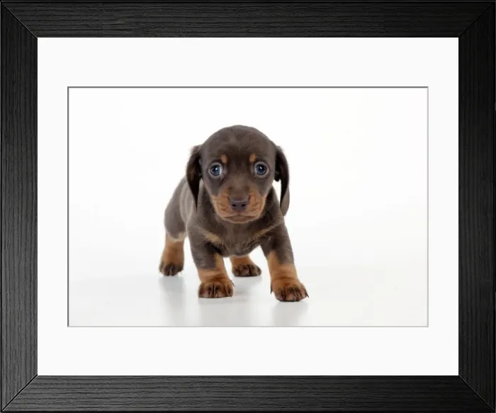Framed Print : Picture No. 10983801 Framed Print : Picture No. 10983801