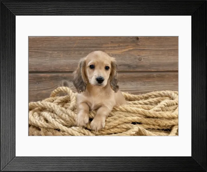 Framed Print : Picture No. 10983806 Framed Print : Picture No. 10983806