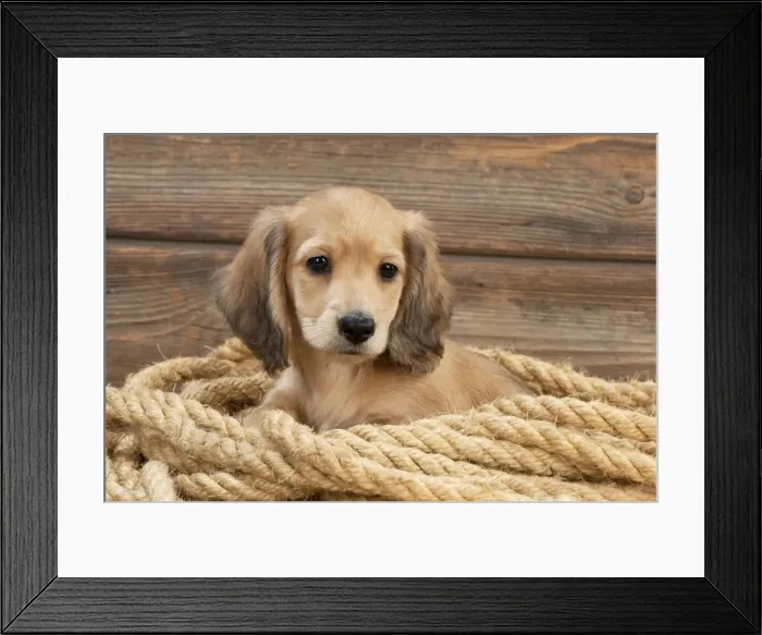 Framed Print : Picture No. 10983807 Framed Print : Picture No. 10983807