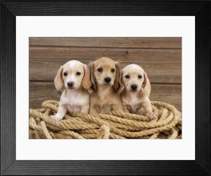 Framed Print : Picture No. 10983810 Framed Print : Picture No. 10983810