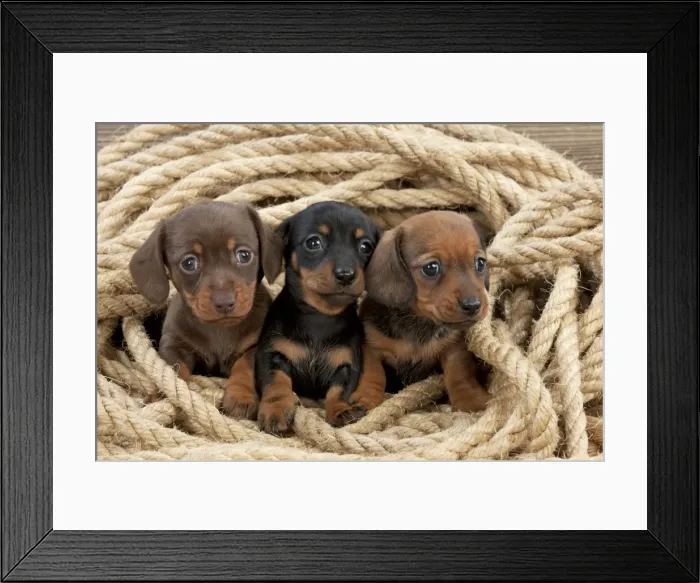 Framed Print : Picture No. 10983812 Framed Print : Picture No. 10983812