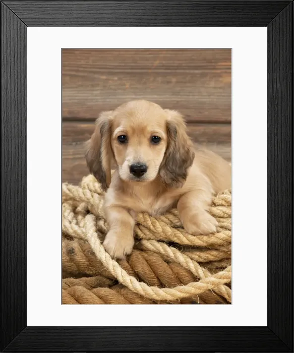 Framed Print : Picture No. 10983808 Framed Print : Picture No. 10983808
