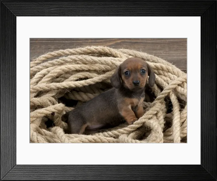 Framed Print : Picture No. 10983813 Framed Print : Picture No. 10983813
