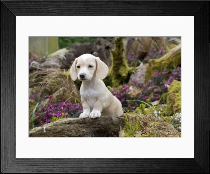 Framed Print : Picture No. 10983819 Framed Print : Picture No. 10983819