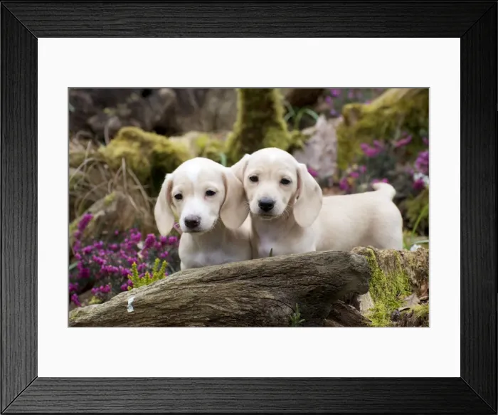 Framed Print : Picture No. 10983814 Framed Print : Picture No. 10983814