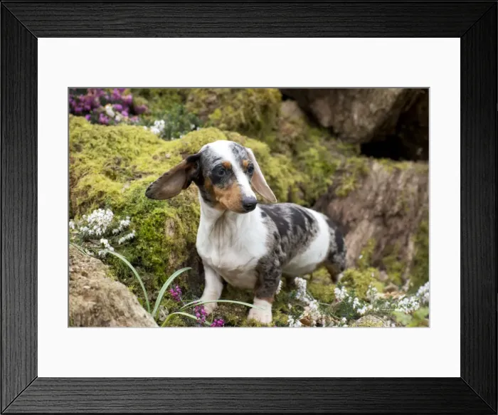 Framed Print : Picture No. 10983821 Framed Print : Picture No. 10983821