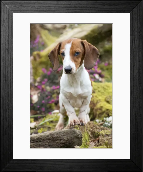 Framed Print : Picture No. 10983825 Framed Print : Picture No. 10983825