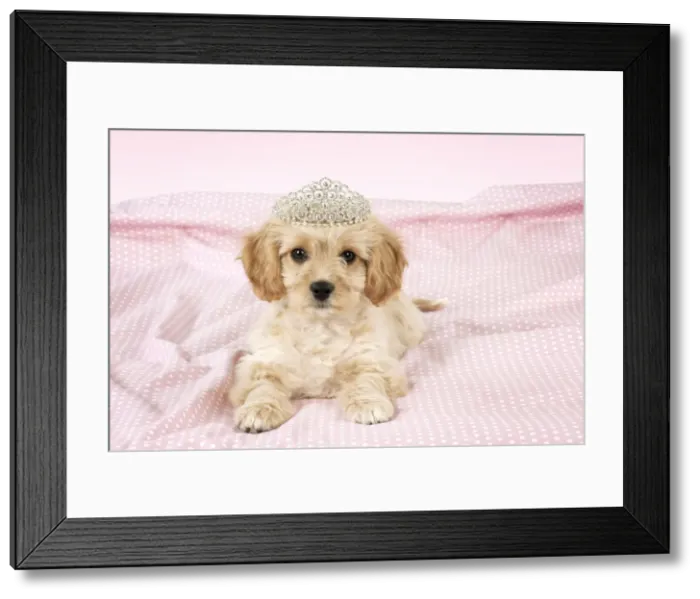 Framed Print : Picture No. 10983831 Framed Print : Picture No. 10983831