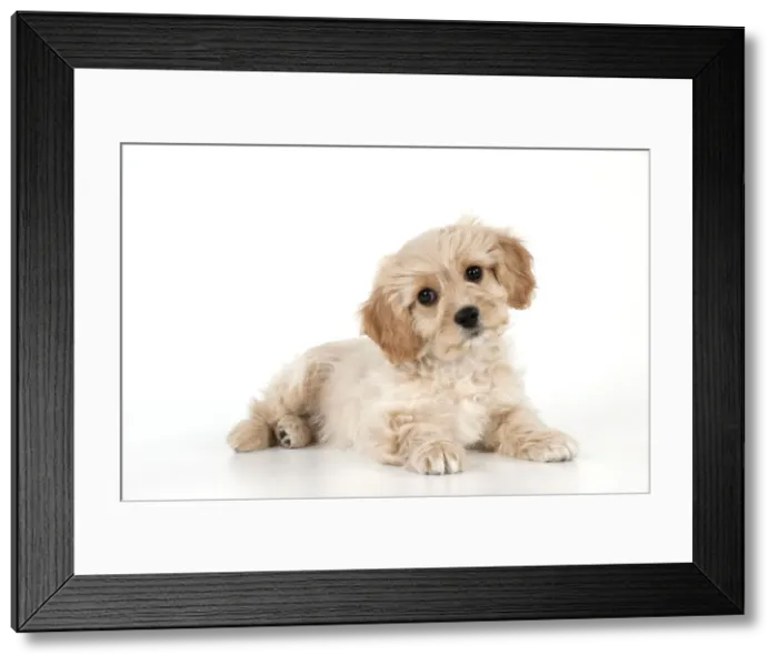Framed Print : Picture No. 10983830 Framed Print : Picture No. 10983830