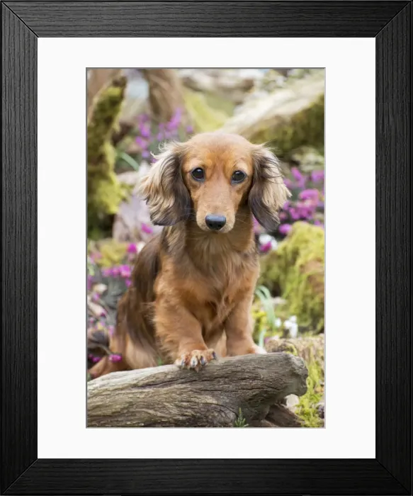 Framed Print : Picture No. 10983827 Framed Print : Picture No. 10983827