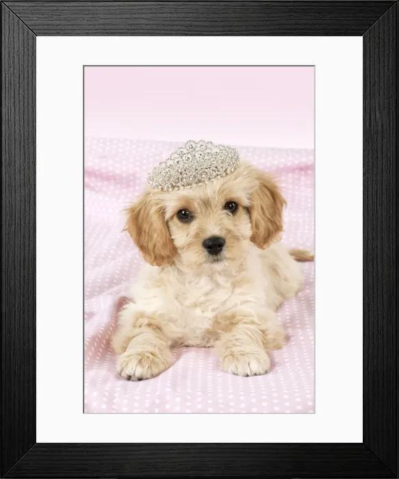 Framed Print : Picture No. 10983832 Framed Print : Picture No. 10983832