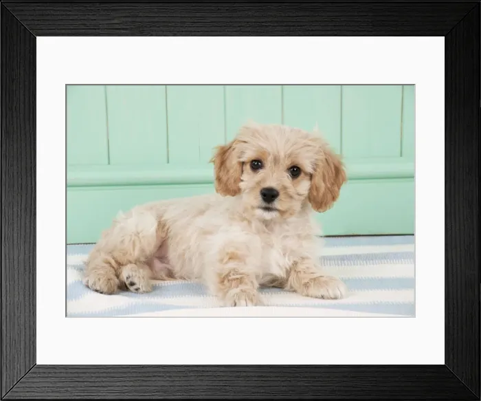 Framed Print : Picture No. 10983835 Framed Print : Picture No. 10983835