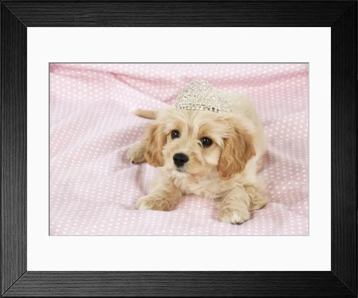 Framed Print : Picture No. 10983833 Framed Print : Picture No. 10983833