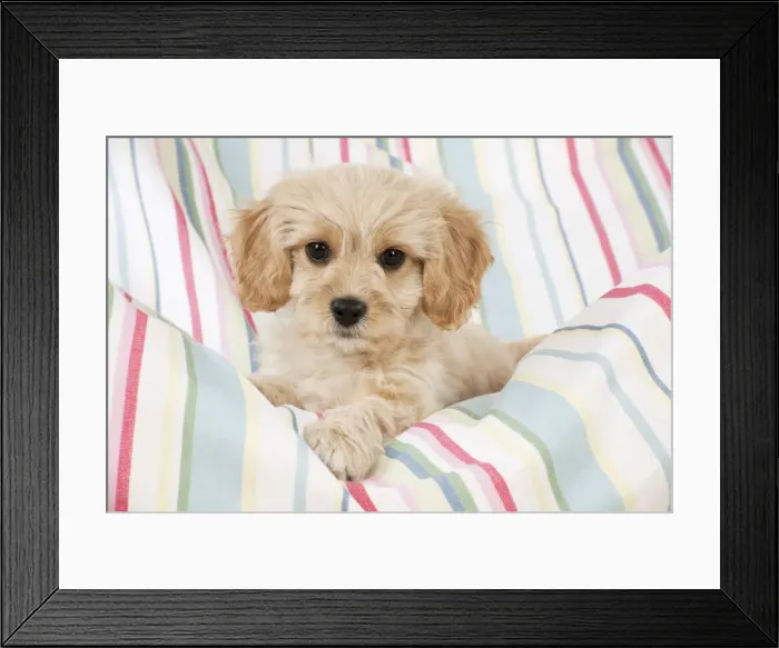 Framed Print : Picture No. 10983841 Framed Print : Picture No. 10983841