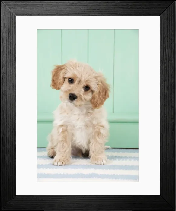 Framed Print : Picture No. 10983834 Framed Print : Picture No. 10983834