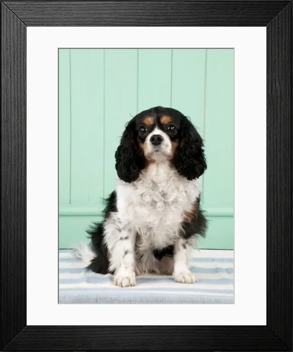 Framed Print : Picture No. 10983844 Framed Print : Picture No. 10983844