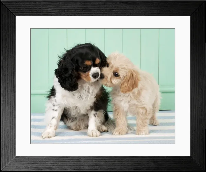 Framed Print : Picture No. 10983843