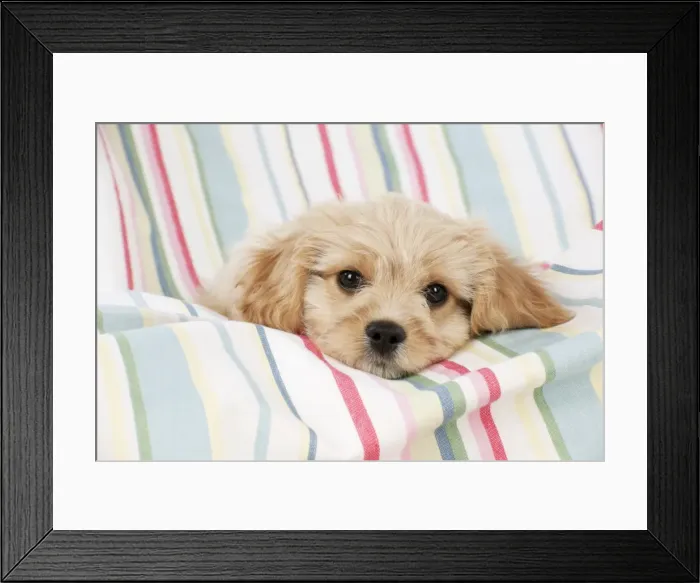 Framed Print : Picture No. 10983842 Framed Print : Picture No. 10983842
