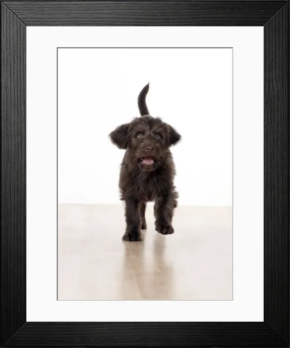 Framed Print : Picture No. 10983846 Framed Print : Picture No. 10983846