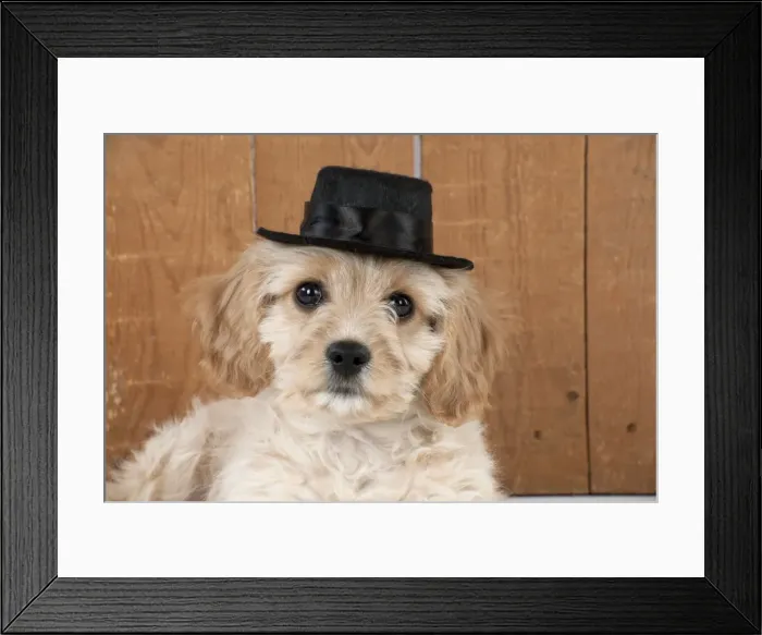Framed Print : Picture No. 10983838 Framed Print : Picture No. 10983838