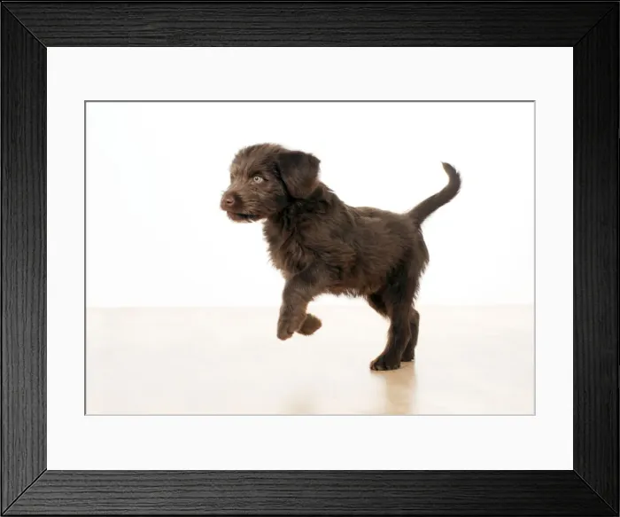 Framed Print : Picture No. 10983848 Framed Print : Picture No. 10983848