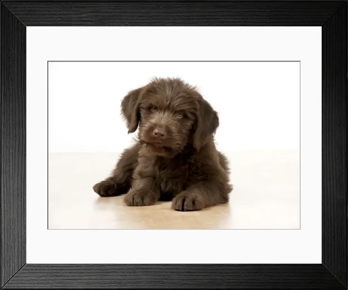 Framed Print : Picture No. 10983850 Framed Print : Picture No. 10983850