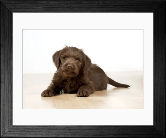 Framed Print : Picture No. 10983851 Framed Print : Picture No. 10983851