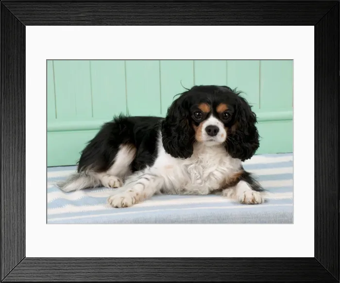 Framed Print : Picture No. 10983845 Framed Print : Picture No. 10983845