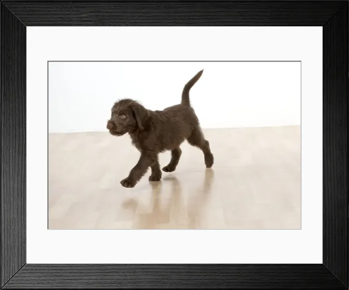Framed Print : Picture No. 10983847 Framed Print : Picture No. 10983847