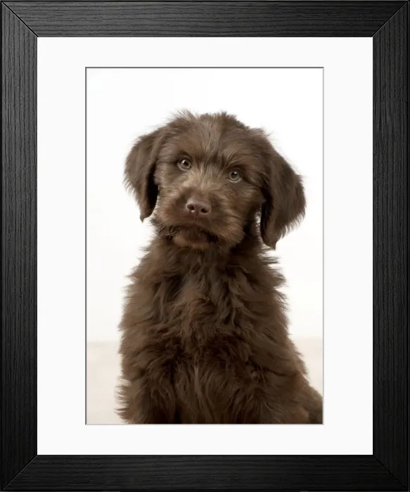 Framed Print : Picture No. 10983854