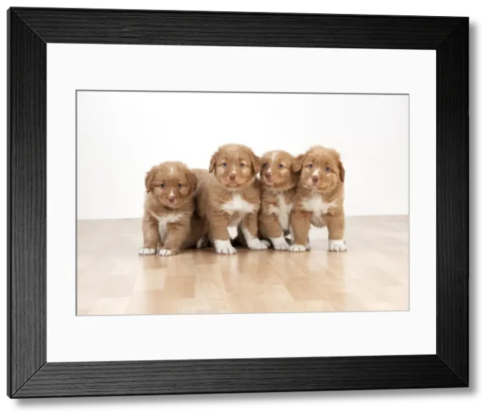 Framed Print : Picture No. 10983860 Framed Print : Picture No. 10983860