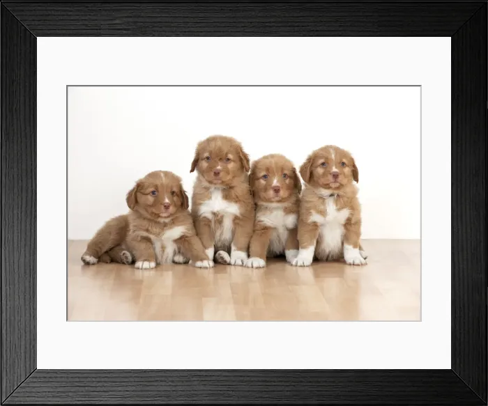 Framed Print : Picture No. 10983861 Framed Print : Picture No. 10983861