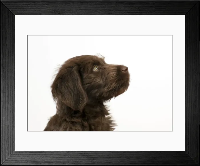 Framed Print : Picture No. 10983856 Framed Print : Picture No. 10983856