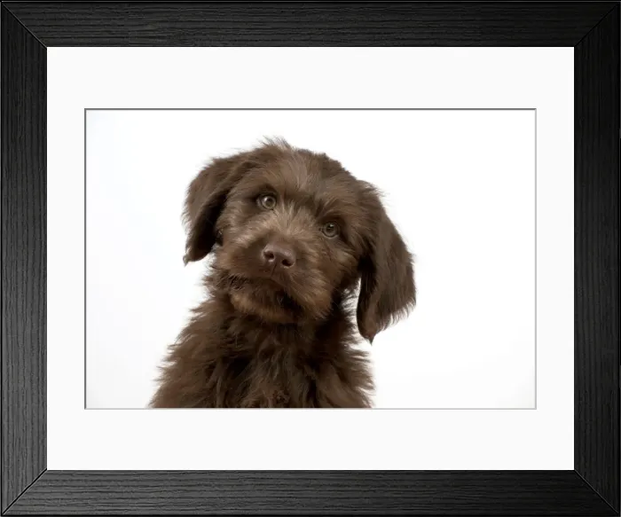 Framed Print : Picture No. 10983855 Framed Print : Picture No. 10983855