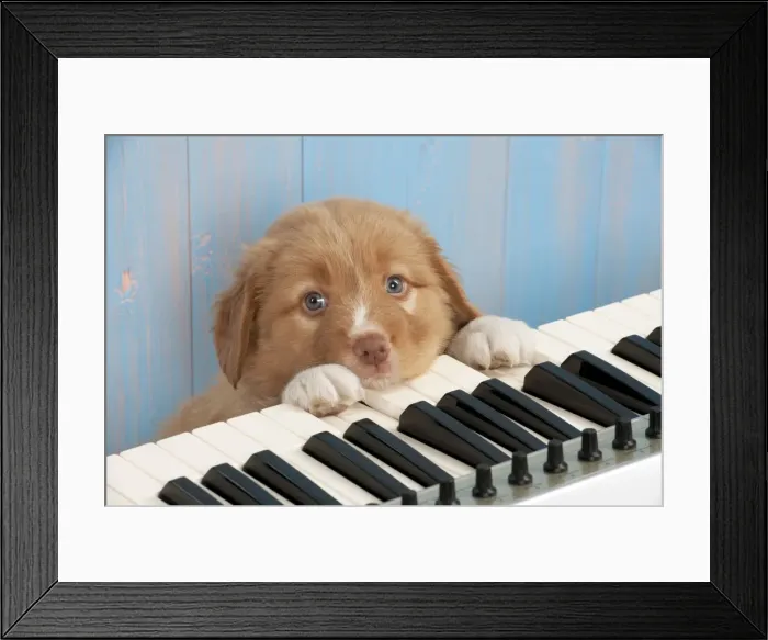 Framed Print : Picture No. 10983864 Framed Print : Picture No. 10983864