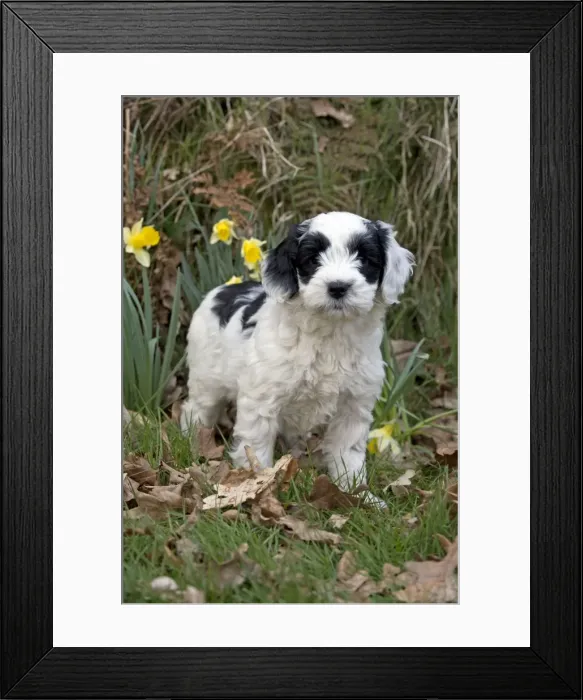 Framed Print : Picture No. 10983869 Framed Print : Picture No. 10983869
