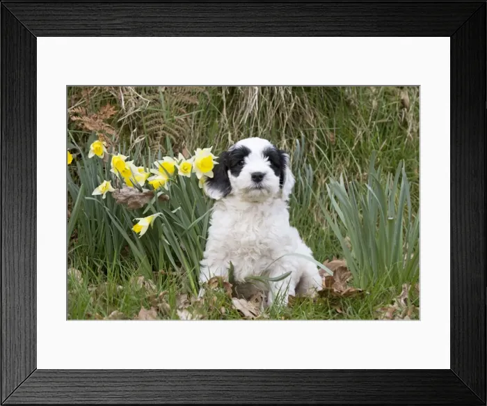 Framed Print : Picture No. 10983867 Framed Print : Picture No. 10983867