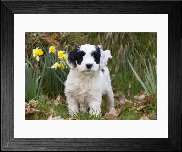 Framed Print : Picture No. 10983868 Framed Print : Picture No. 10983868