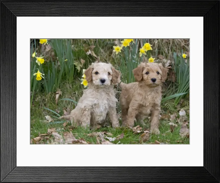 Framed Print : Picture No. 10983870 Framed Print : Picture No. 10983870