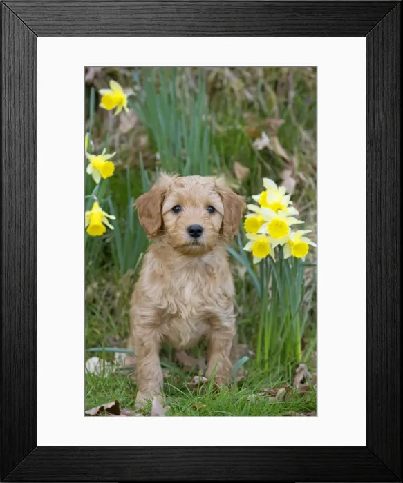 Framed Print : Picture No. 10983873 Framed Print : Picture No. 10983873