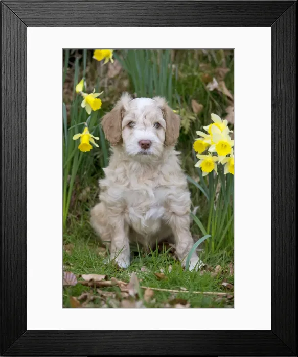 Framed Print : Picture No. 10983872 Framed Print : Picture No. 10983872
