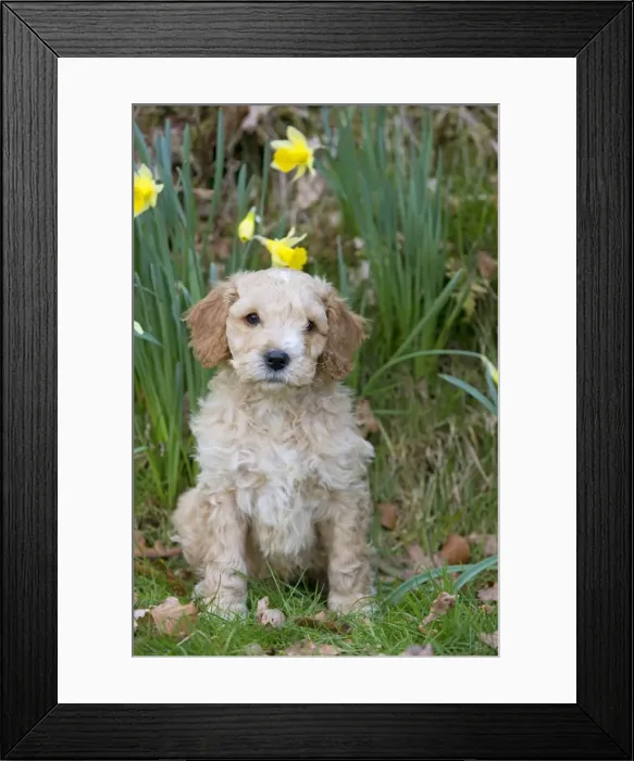 Framed Print : Picture No. 10983874 Framed Print : Picture No. 10983874