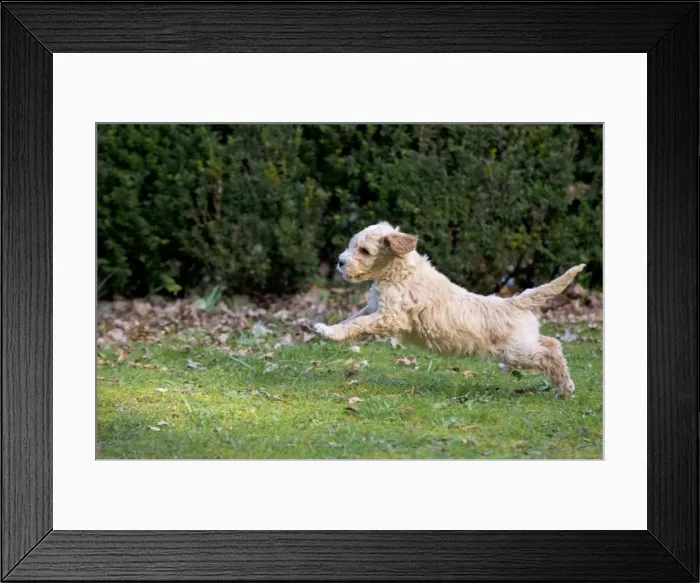 Framed Print : Picture No. 10983875 Framed Print : Picture No. 10983875