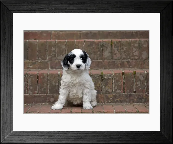 Framed Print : Picture No. 10983877 Framed Print : Picture No. 10983877