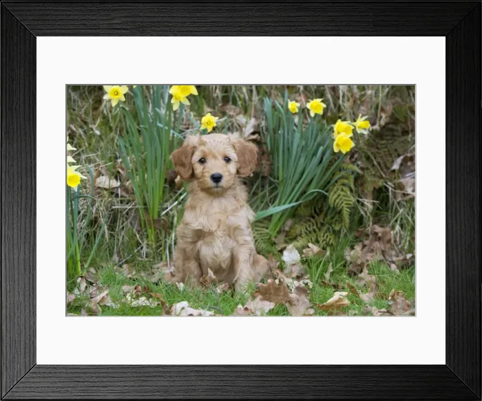Framed Print : Picture No. 10983871 Framed Print : Picture No. 10983871